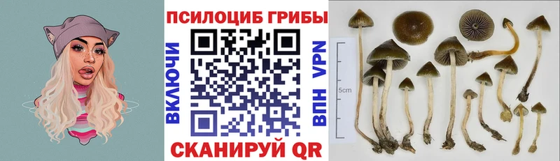 ссылка на мегу зеркало  Киренск  Псилоцибиновые грибы Psilocybine cubensis 